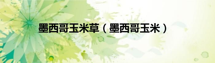 墨西哥玉米草（墨西哥玉米）