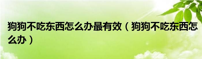 狗狗不吃东西怎么办最有效（狗狗不吃东西怎么办）