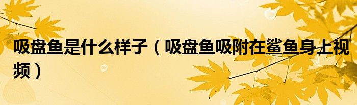 吸盘鱼是什么样子（吸盘鱼吸附在鲨鱼身上视频）
