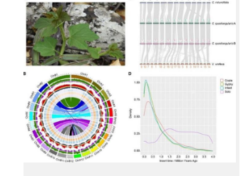 Cissus quadrangularis基因组解码干旱生存策略