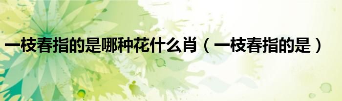 一枝春指的是哪种花什么肖（一枝春指的是）