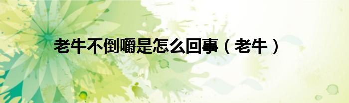 老牛不倒嚼是怎么回事（老牛）