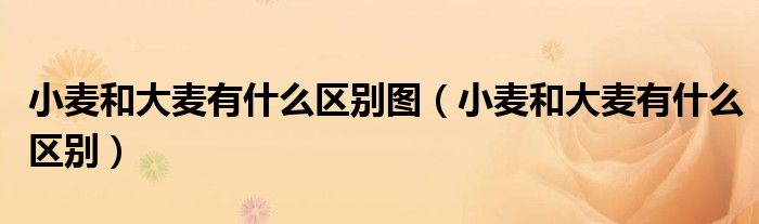 小麦和大麦有什么区别图（小麦和大麦有什么区别）