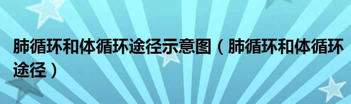 肺循环和体循环途径示意图（肺循环和体循环途径）