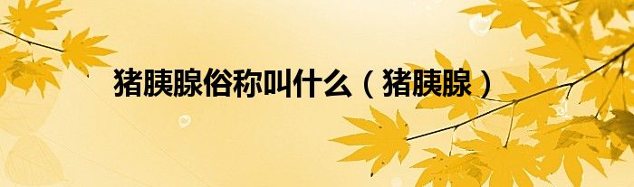 猪胰腺俗称叫什么（猪胰腺）