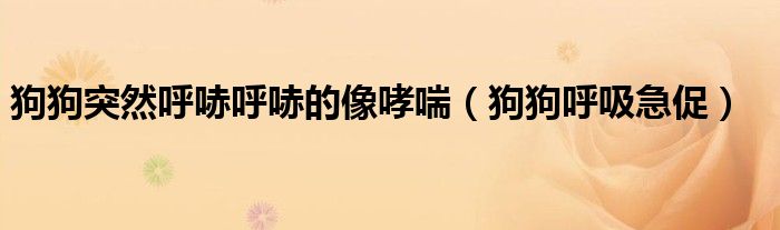 狗狗突然呼哧呼哧的像哮喘（狗狗呼吸急促）