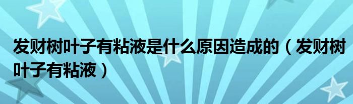 发财树叶子有粘液是什么原因造成的（发财树叶子有粘液）