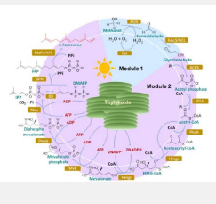用于合成天然萜类化合物的创新光驱动酶生物系统