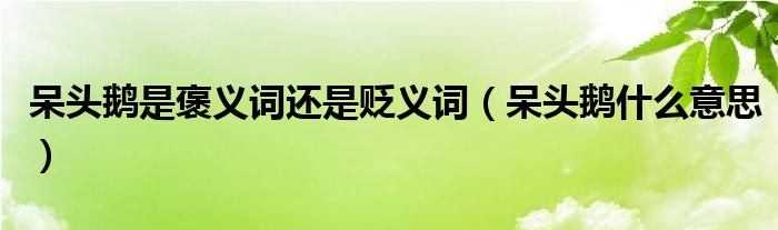 呆头鹅是褒义词还是贬义词（呆头鹅什么意思）
