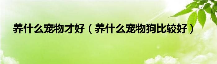 养什么宠物才好（养什么宠物狗比较好）