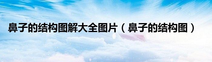 鼻子的结构图解大全图片（鼻子的结构图）