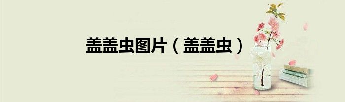 盖盖虫图片（盖盖虫）
