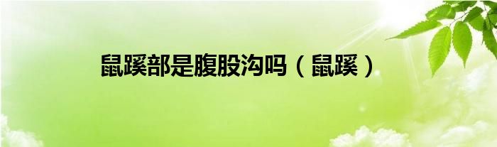 鼠蹊部是腹股沟吗（鼠蹊）