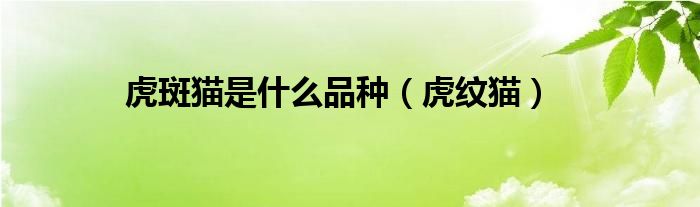 虎斑猫是什么品种（虎纹猫）