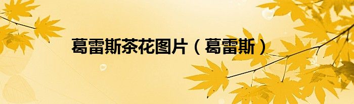 葛雷斯茶花图片（葛雷斯）