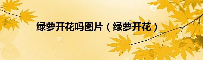 绿萝开花吗图片（绿萝开花）