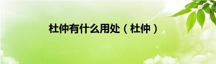 杜仲有什么用处（杜仲）